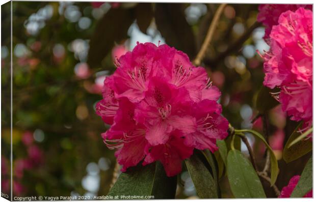 Rhododendron red flower with greenery Canvas Print by Yagya Parajuli