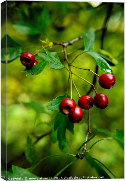 Wild red berries Canvas Print by Antony Atkinson
