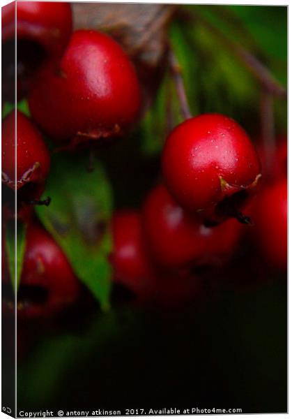 Wild Red berries Canvas Print by Antony Atkinson