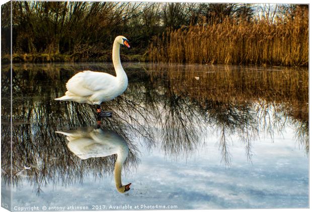 Swan on Lake Canvas Print by Antony Atkinson