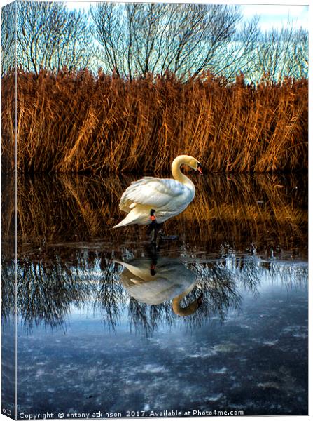 Swans of Chester-le-Street  Canvas Print by Antony Atkinson
