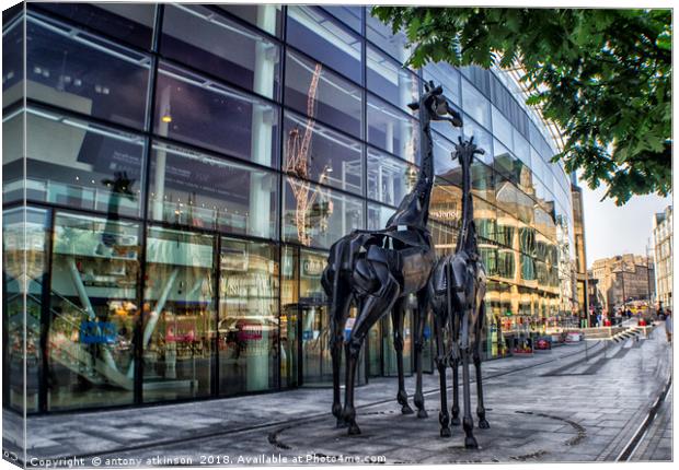 Giraffes of Edinbrough Canvas Print by Antony Atkinson