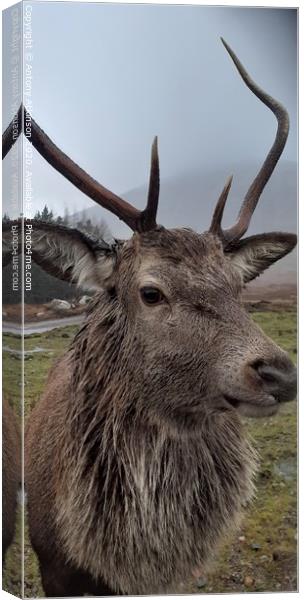 Highland Stag Canvas Print by Antony Atkinson