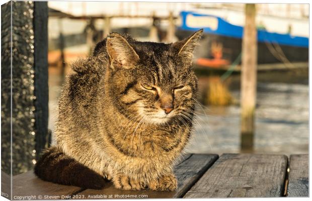 Sun-Kissed Felidae at Pin Mill Canvas Print by Steven Dale