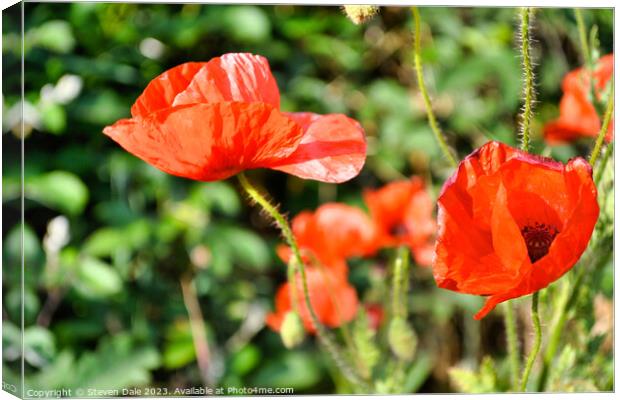 beautiful red poppies Canvas Print by Steven Dale