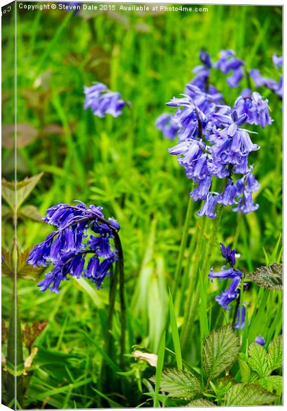 Enchanting Bluebell Brilliance in Essex Canvas Print by Steven Dale
