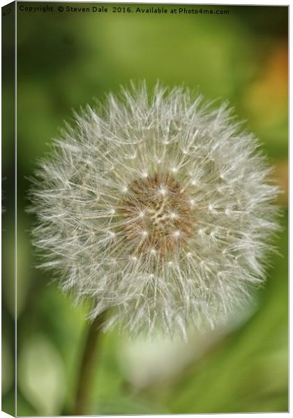 Unassuming Beauty: The Quintessential Dandelion Canvas Print by Steven Dale
