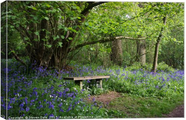 Solitude's Sanctuary: Bluebell Woods Bench Canvas Print by Steven Dale