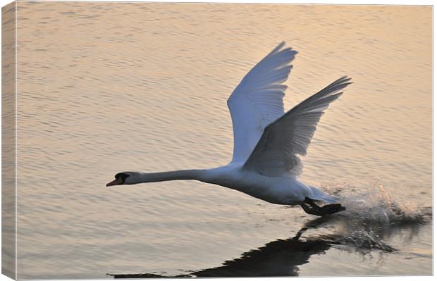 Swan landing on Abberton Reservoir Canvas Print by Steven Dale