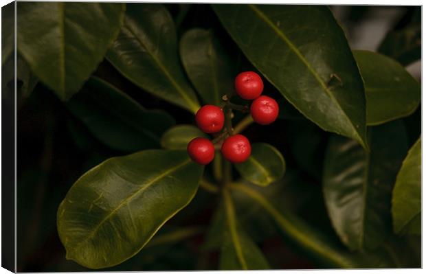 Vibrant Contrast: Red Berries against Verdant Foli Canvas Print by Steven Dale