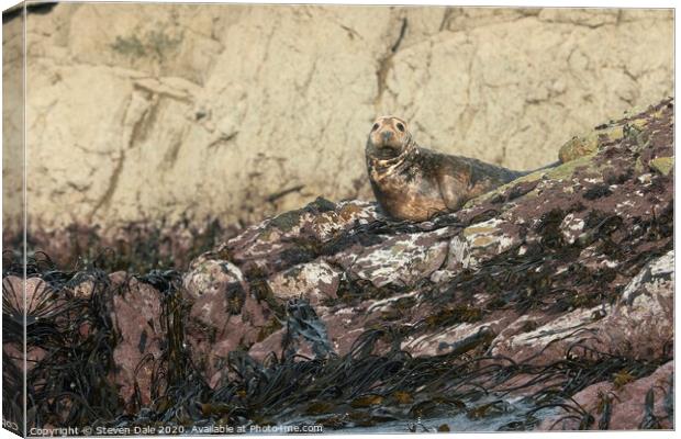 Atlantic Grey Seal Immersed in Pembrokeshire's Bea Canvas Print by Steven Dale