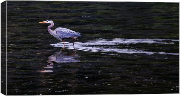 A Grey Heron Wading inte Water Canvas Print by Janet Mann