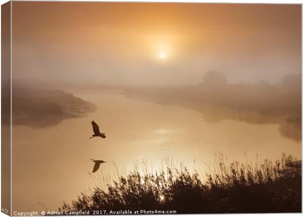 Heron Flying Over The River Darent Canvas Print by Adrian Campfield