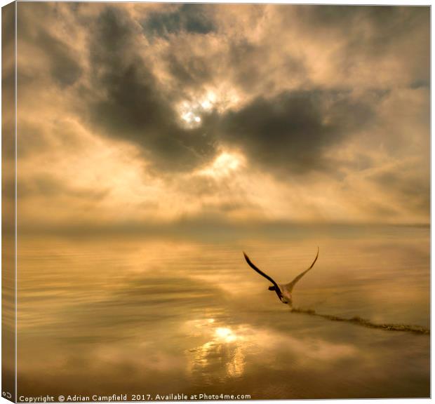 Swan Taking Off Over the River Thames Canvas Print by Adrian Campfield