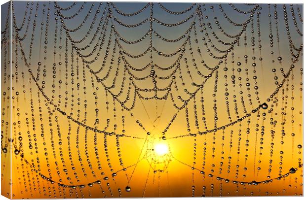 Sunrise Through the Web Canvas Print by Adrian Campfield