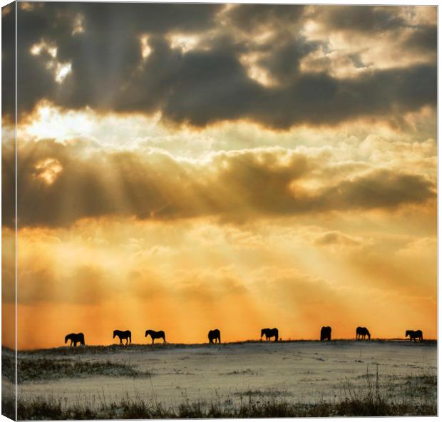 All in a Line Canvas Print by Adrian Campfield