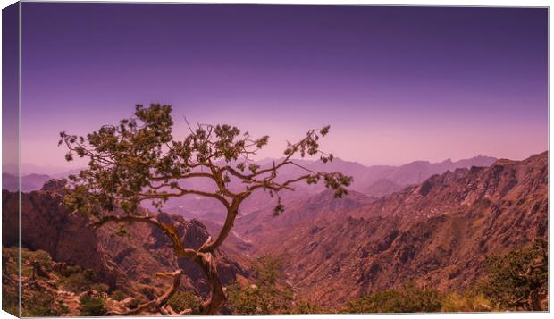solitary tree looking after a valley. Canvas Print by Wael Attia
