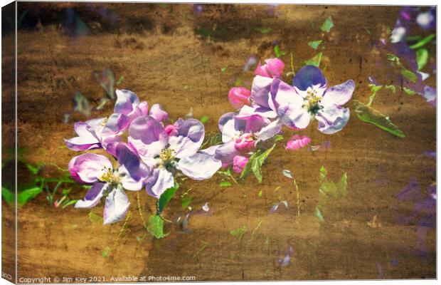 Apple Blossom Art       Canvas Print by Jim Key