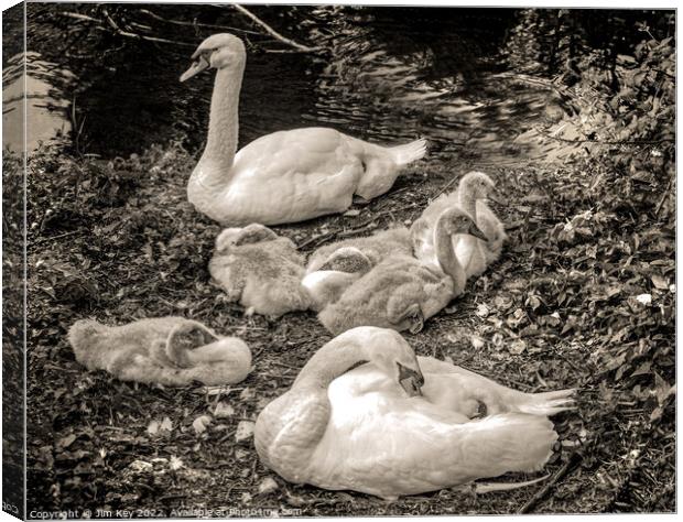 Swans and Cygnets  Canvas Print by Jim Key