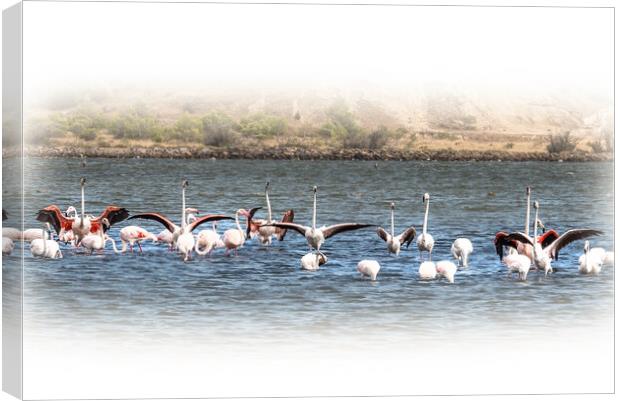 Salt Lake Flamingos  Peyriac-de-Mer Canvas Print by Jim Key