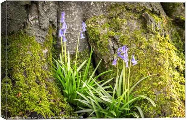 Sunrise in the Bluebell Wood Canvas Print by Jim Key