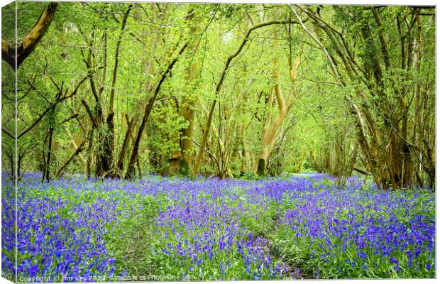 English Bluebell Wood  Foxley Wood Norfolk  Canvas Print by Jim Key