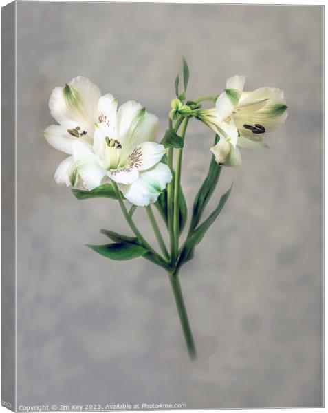 White Lily soft defocused   Canvas Print by Jim Key