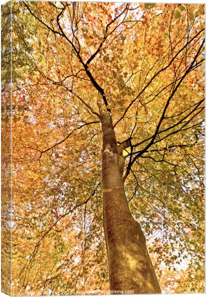 Beech Canopy Autumn Colour  Canvas Print by Jim Key