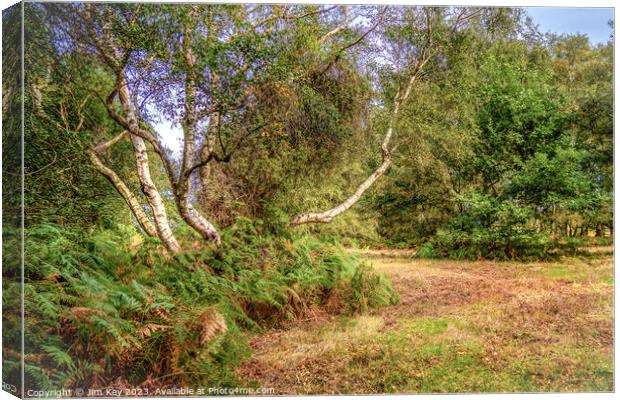 Silver Birch Kelling Heath Norfolk    Canvas Print by Jim Key