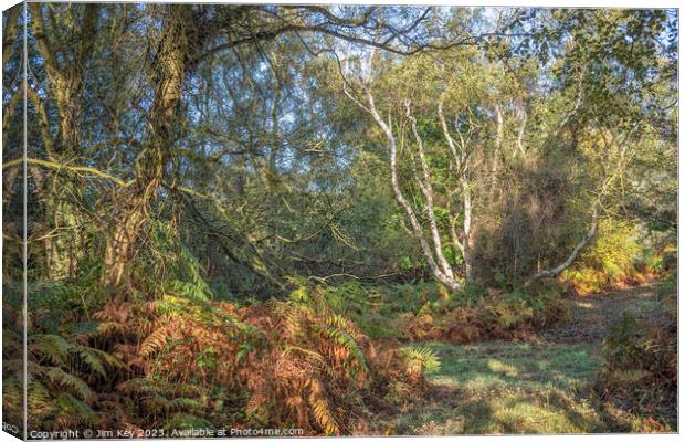 Autumn Clearing in a Norfolk Wood  Canvas Print by Jim Key