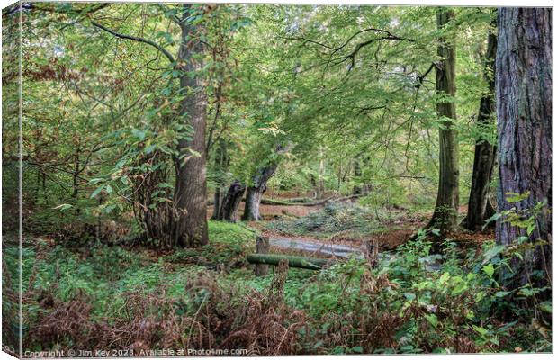 Norfolk woodland Canvas Print by Jim Key