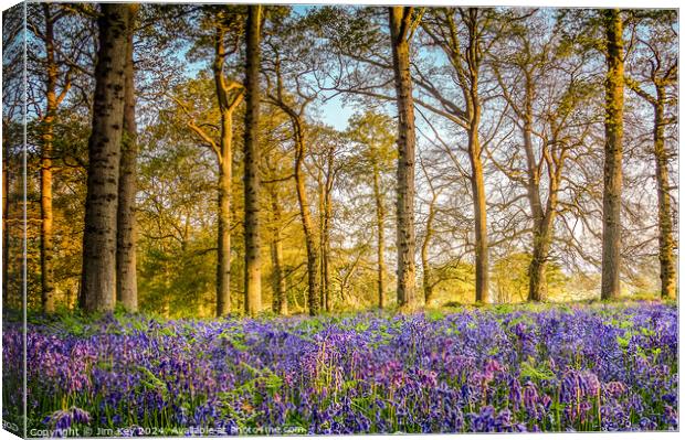 Sunrise in the Bluebell Wood  Canvas Print by Jim Key