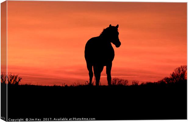 Horse at Sunset Canvas Print by Jim Key