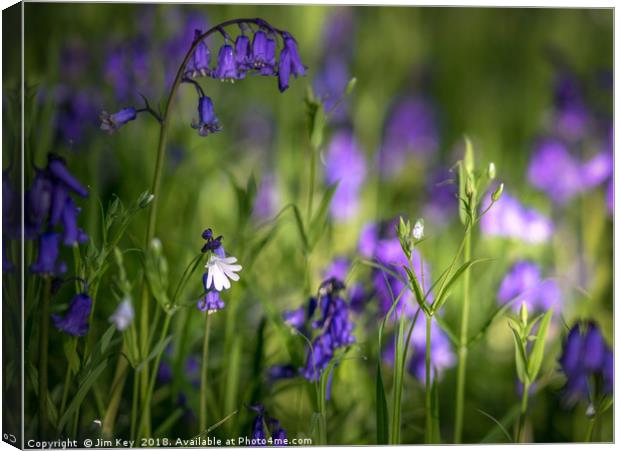 Down in the Bluebell Wood Canvas Print by Jim Key