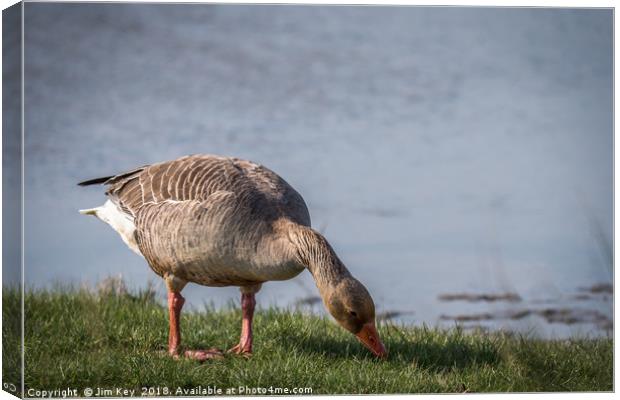 Greylag Goose - Feeding Canvas Print by Jim Key