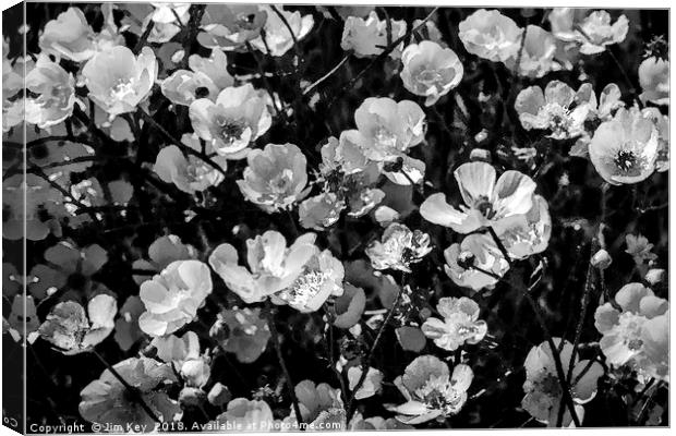 Buttercups in Black and White Canvas Print by Jim Key