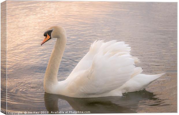 White Swan at Sunset   Canvas Print by Jim Key