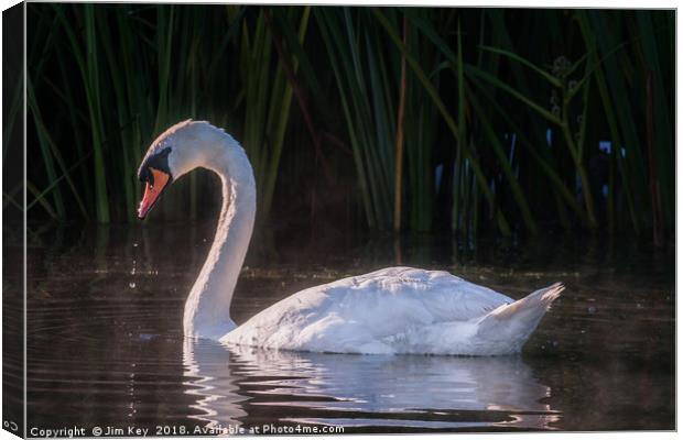 White Swan Feeding at Sunrise Canvas Print by Jim Key