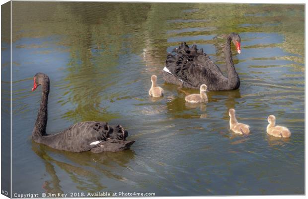 A pair of Black Swan with Four Cygnets Canvas Print by Jim Key
