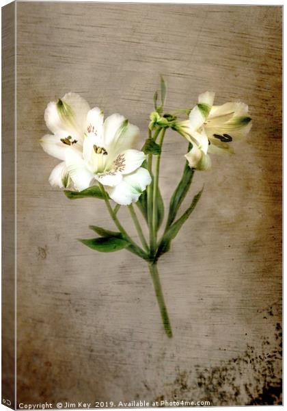 White Lily Canvas Print by Jim Key