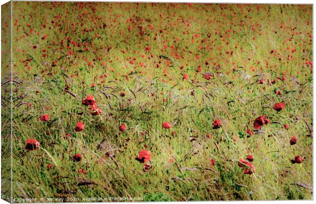 Red Poppies Canvas Print by Jim Key