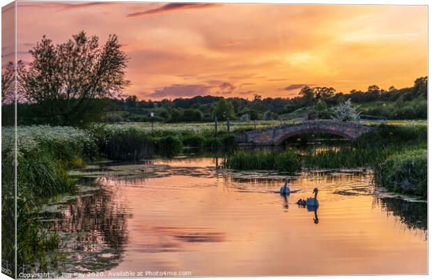 Swans and Cygnets  Canvas Print by Jim Key