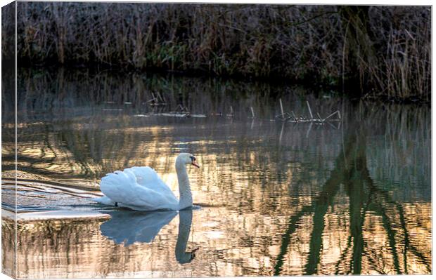 White Swan at Sunrise   Canvas Print by Jim Key