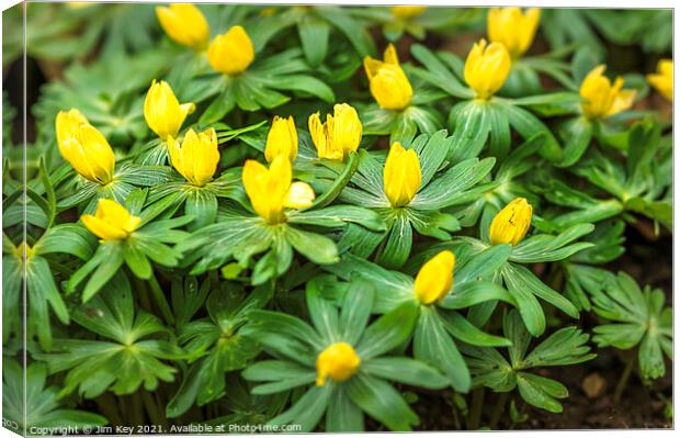 Carpet of Aconites in Woodland Close Up Canvas Print by Jim Key