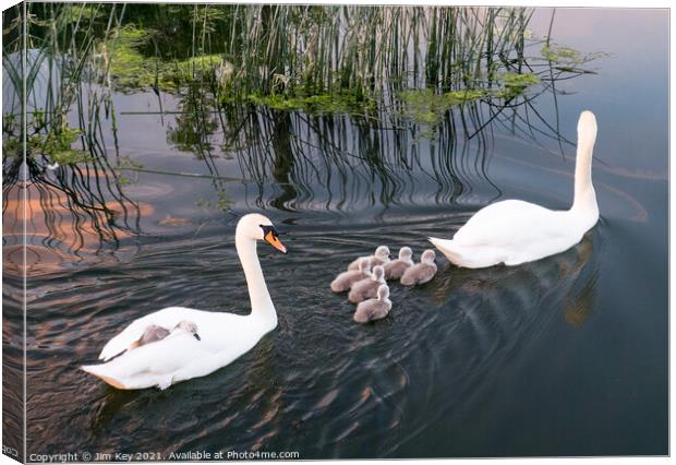 Swans and Cygnets Canvas Print by Jim Key