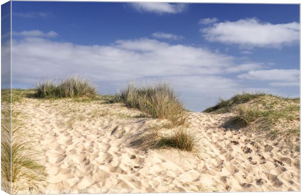 Walberswick Beach Sand Dunes Canvas Print by Jim Key
