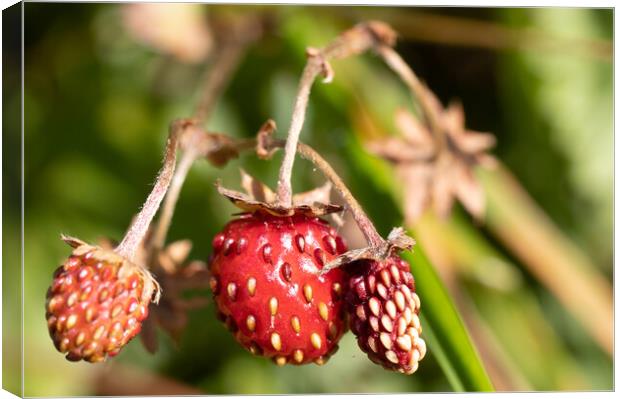 Close-up strawberries Canvas Print by Helen Davies
