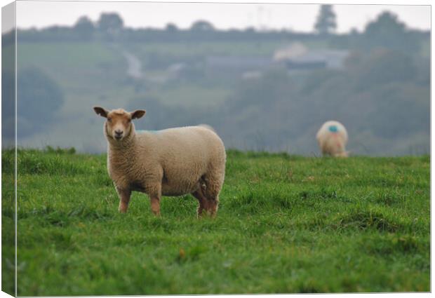 Welsh lamb Canvas Print by Helen Davies