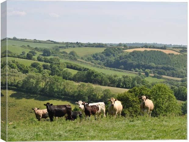 Inquisitive cattle Canvas Print by Helen Davies