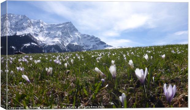 Swiss alps with crocuses. Canvas Print by Joanne Court